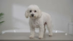 Ultra Absorbent Pet Towel 4060